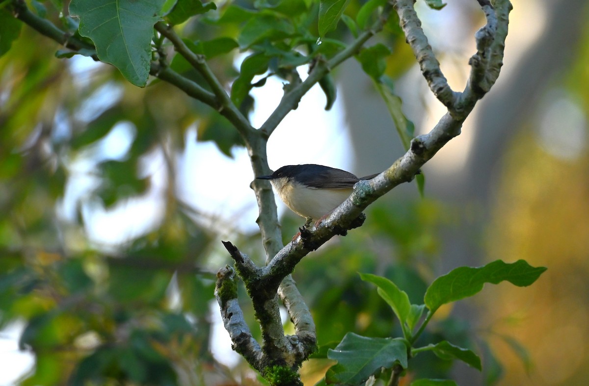 Ashy Prinia - ML643870143
