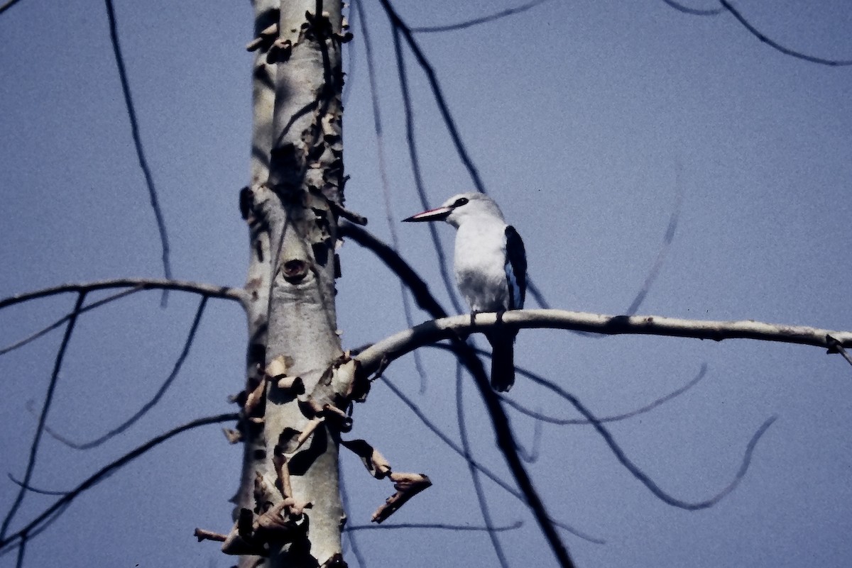 Woodland Kingfisher - ML643870145