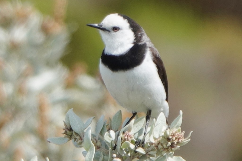 White-fronted Chat - ML643870146