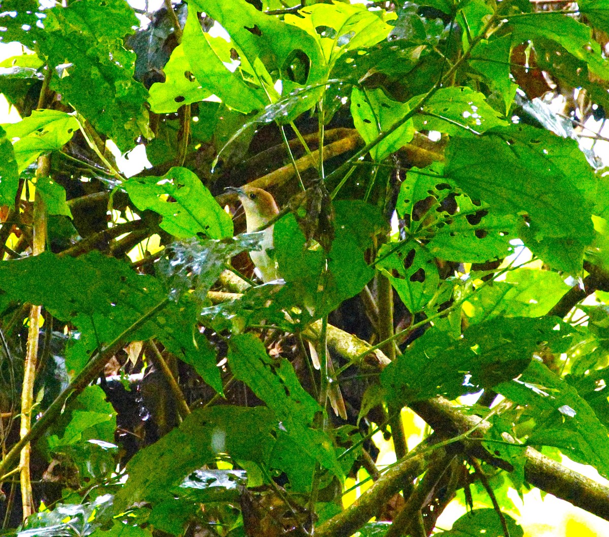 קוקיה שחורת-מקור - ML643870156