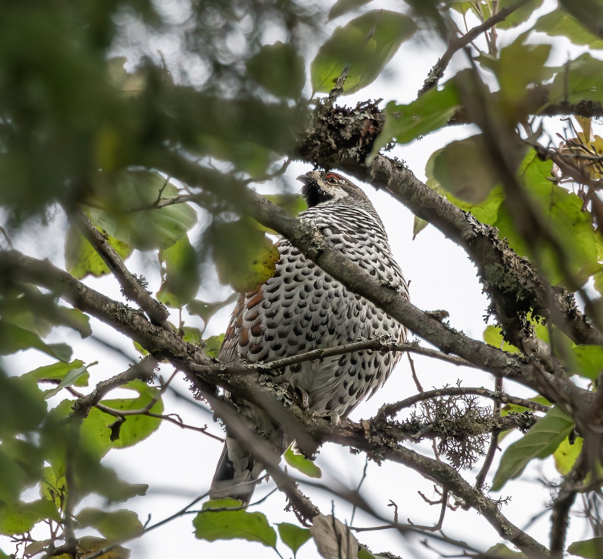 Hazel Grouse - ML643870164