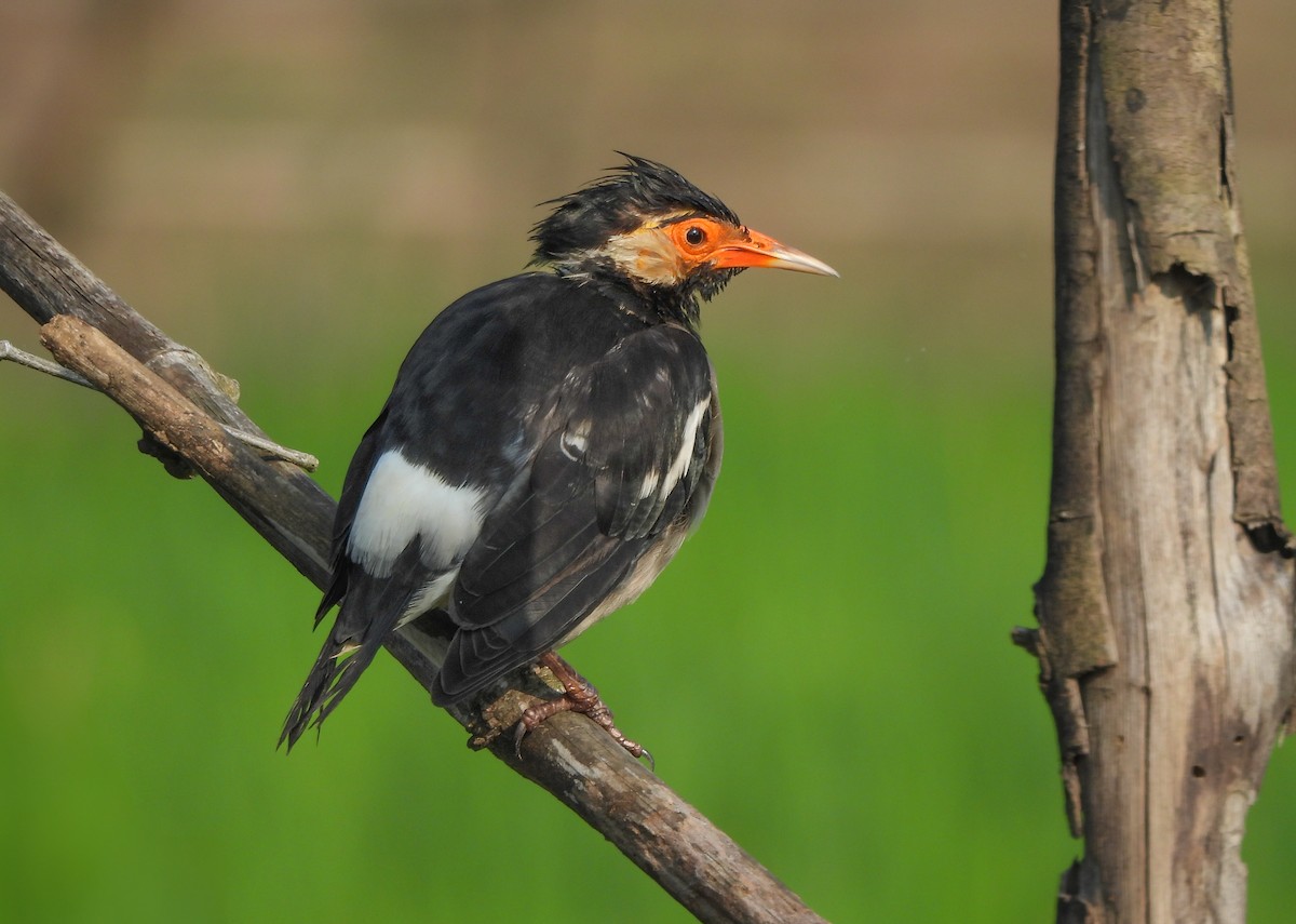 印度鵲椋鳥 - ML643870171
