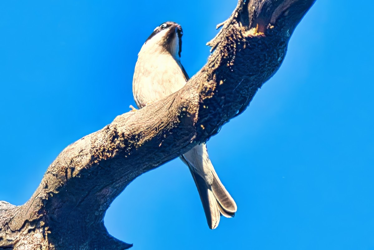 ノドグロハチマキミツスイ（gularis） - ML643870172