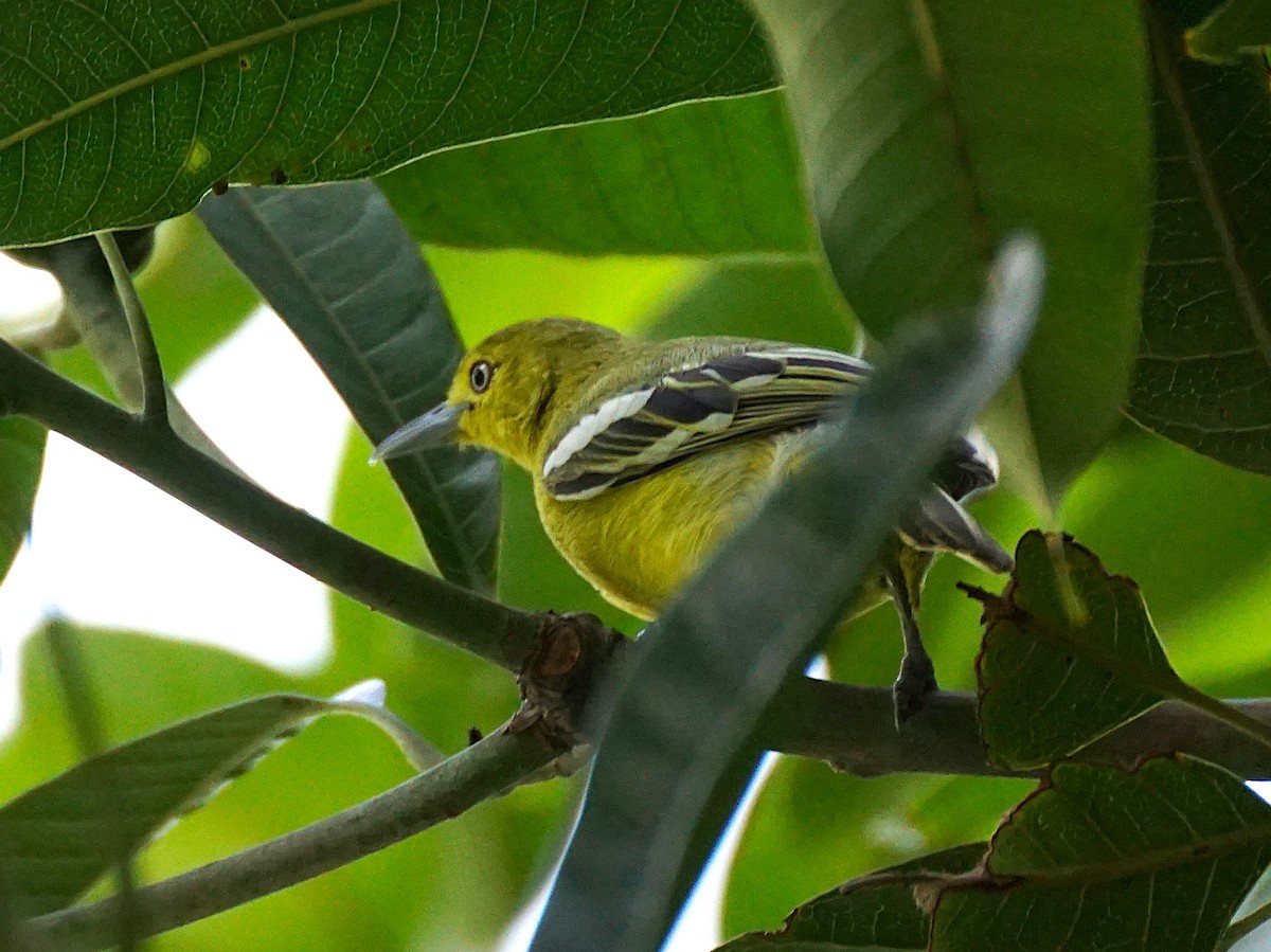 Petit Iora - ML643870183