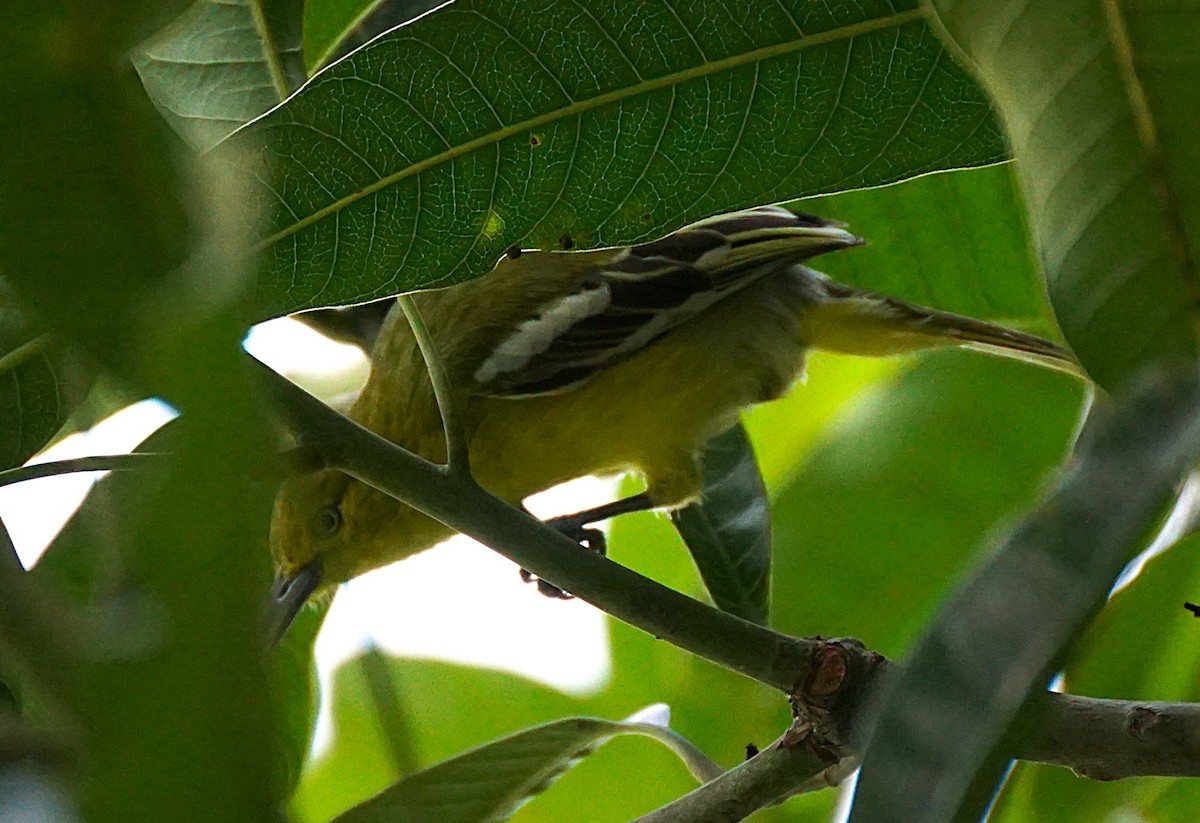 Petit Iora - ML643870184
