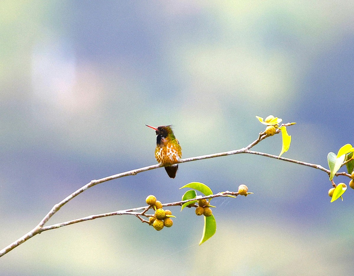 Black-crested Coquette - ML643870190