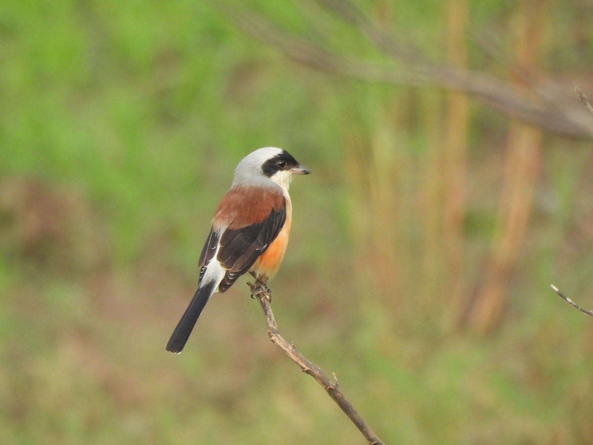 Bay-backed Shrike - ML643870218