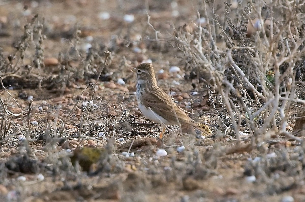 Mediterranean Short-toed Lark - ML643870229