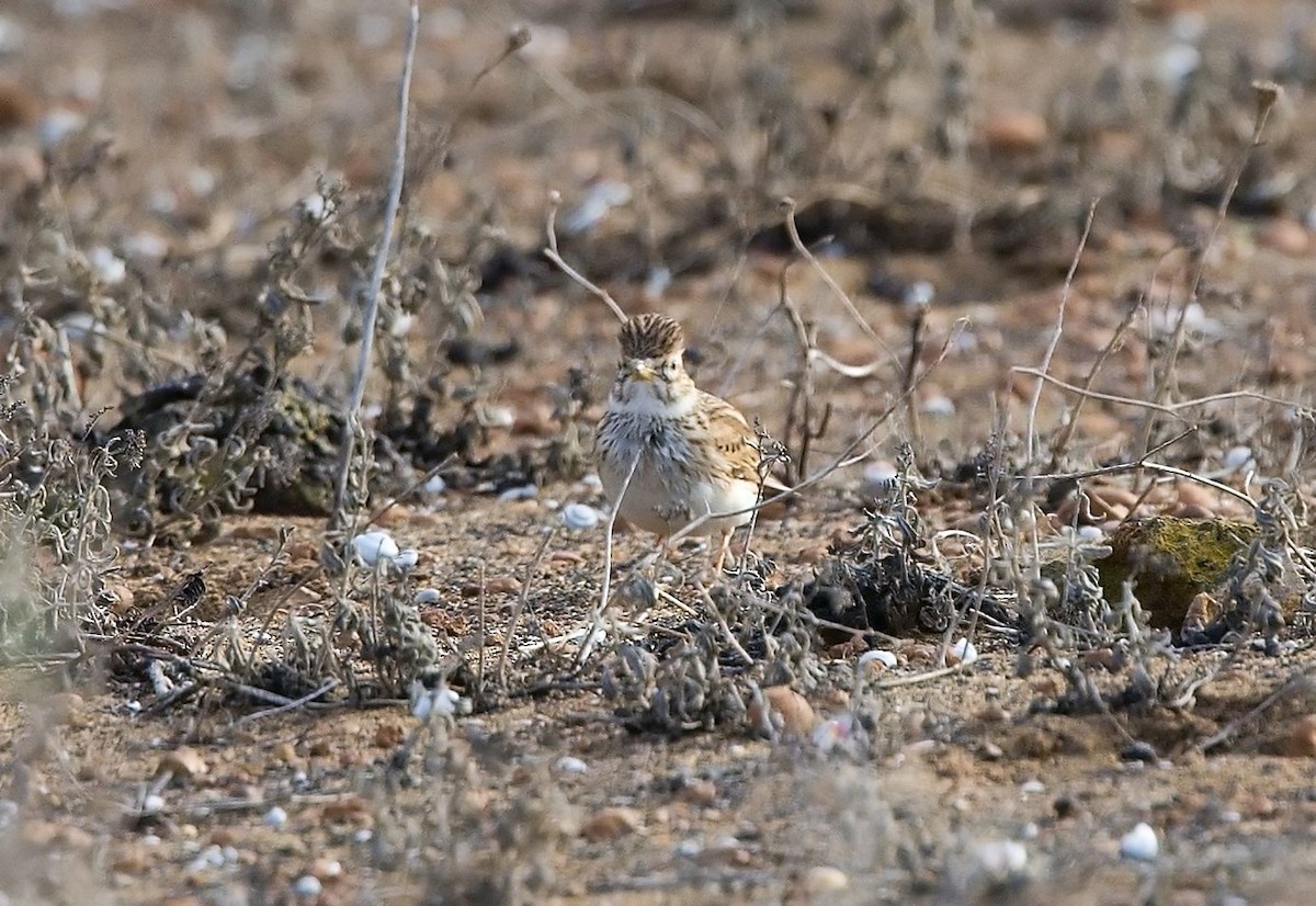 Mediterranean Short-toed Lark - ML643870233