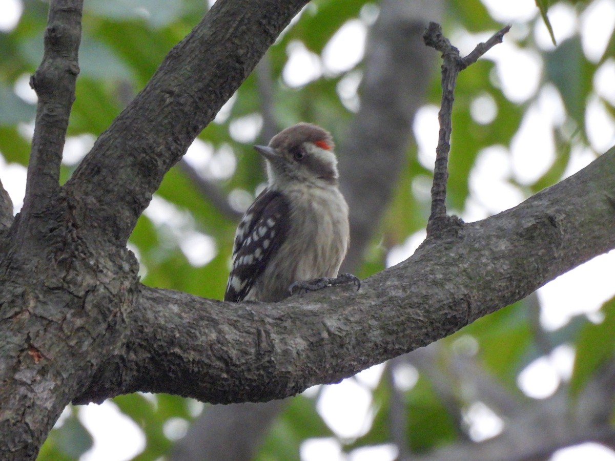 チャガシラコゲラ - ML643870234