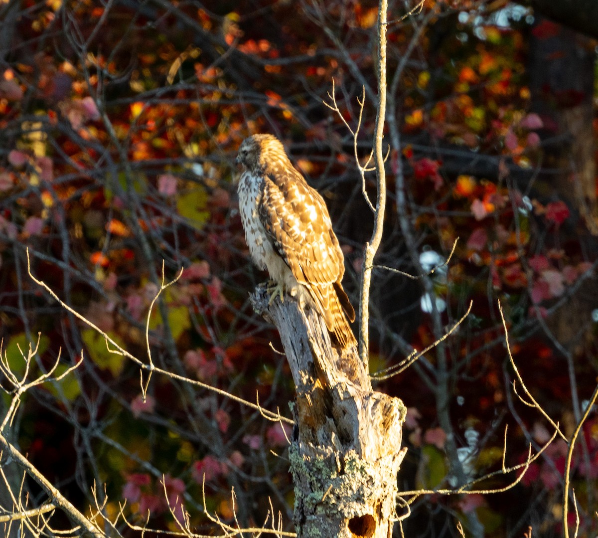 Red-shouldered Hawk - ML643870237