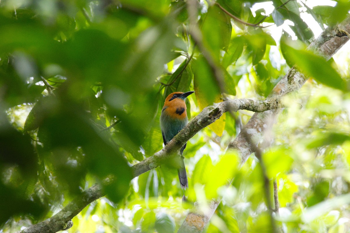 Broad-billed Motmot - ML643870240