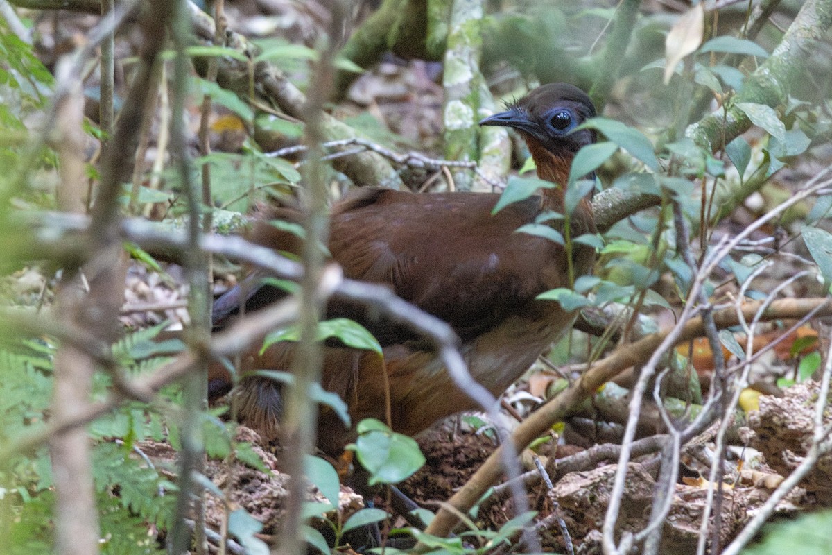 smålyrestjert - ML643870260