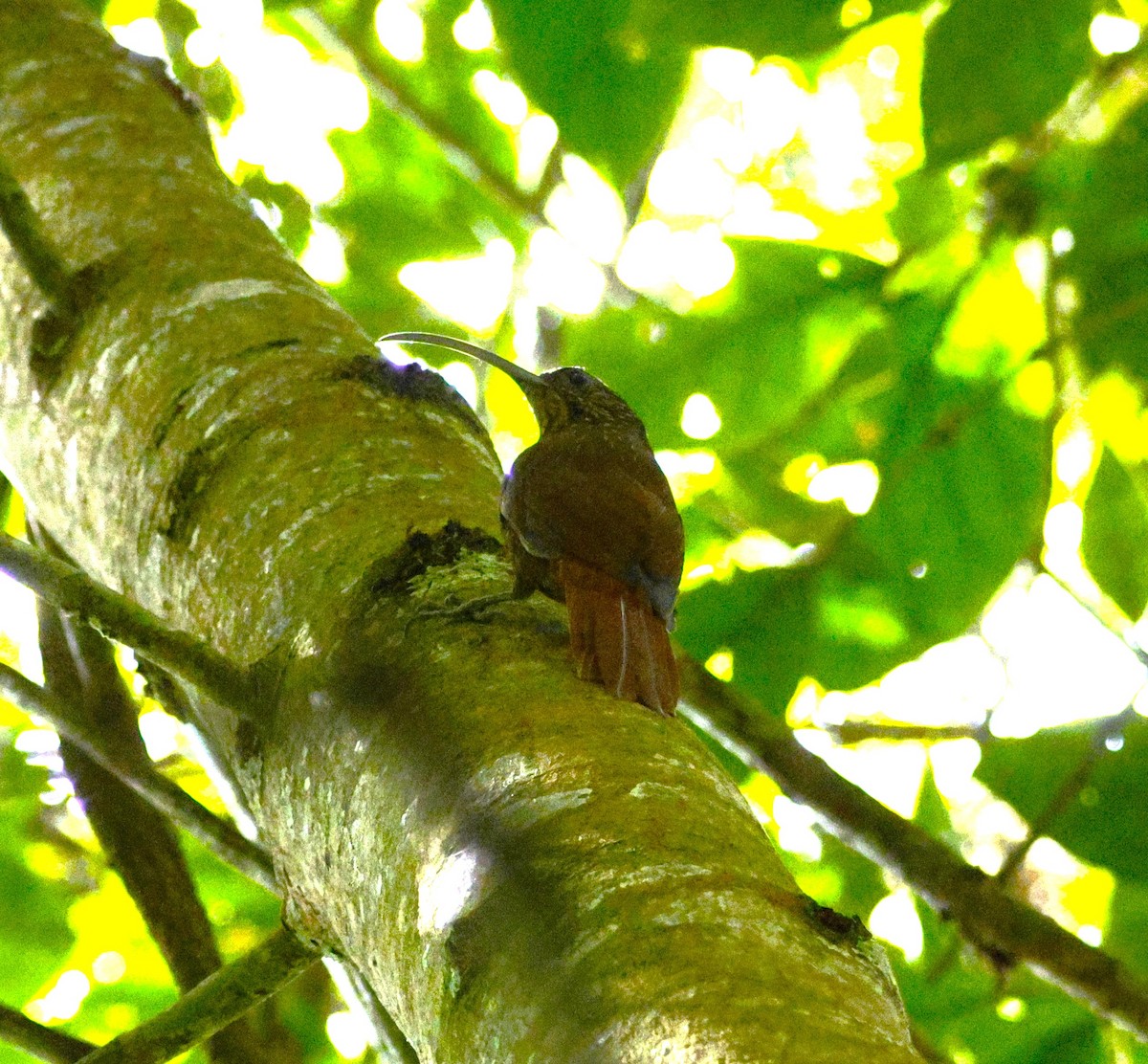 チャユミハシオニキバシリ - ML643870261