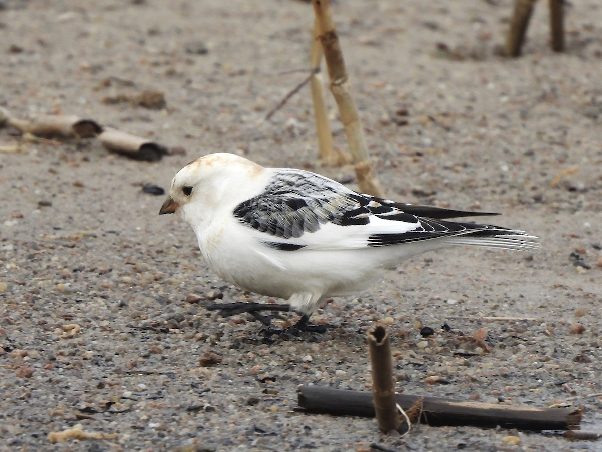 Snow Bunting - ML643870262
