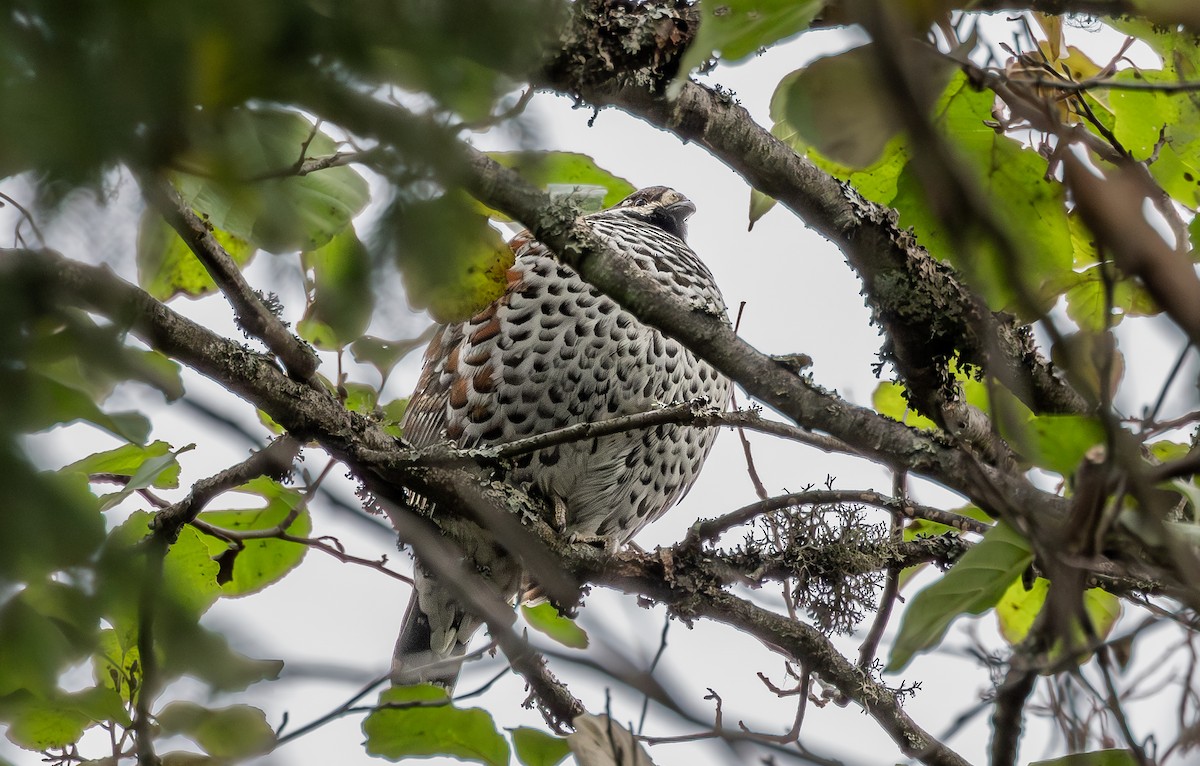 Hazel Grouse - ML643870267