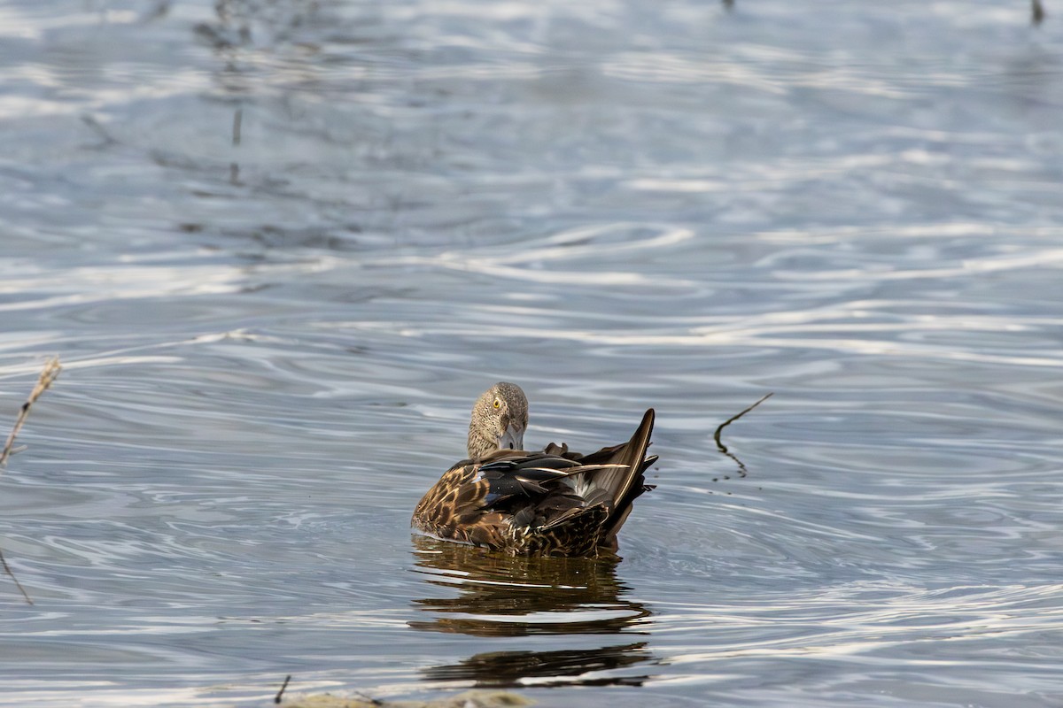 Australasian Shoveler - ML643870290