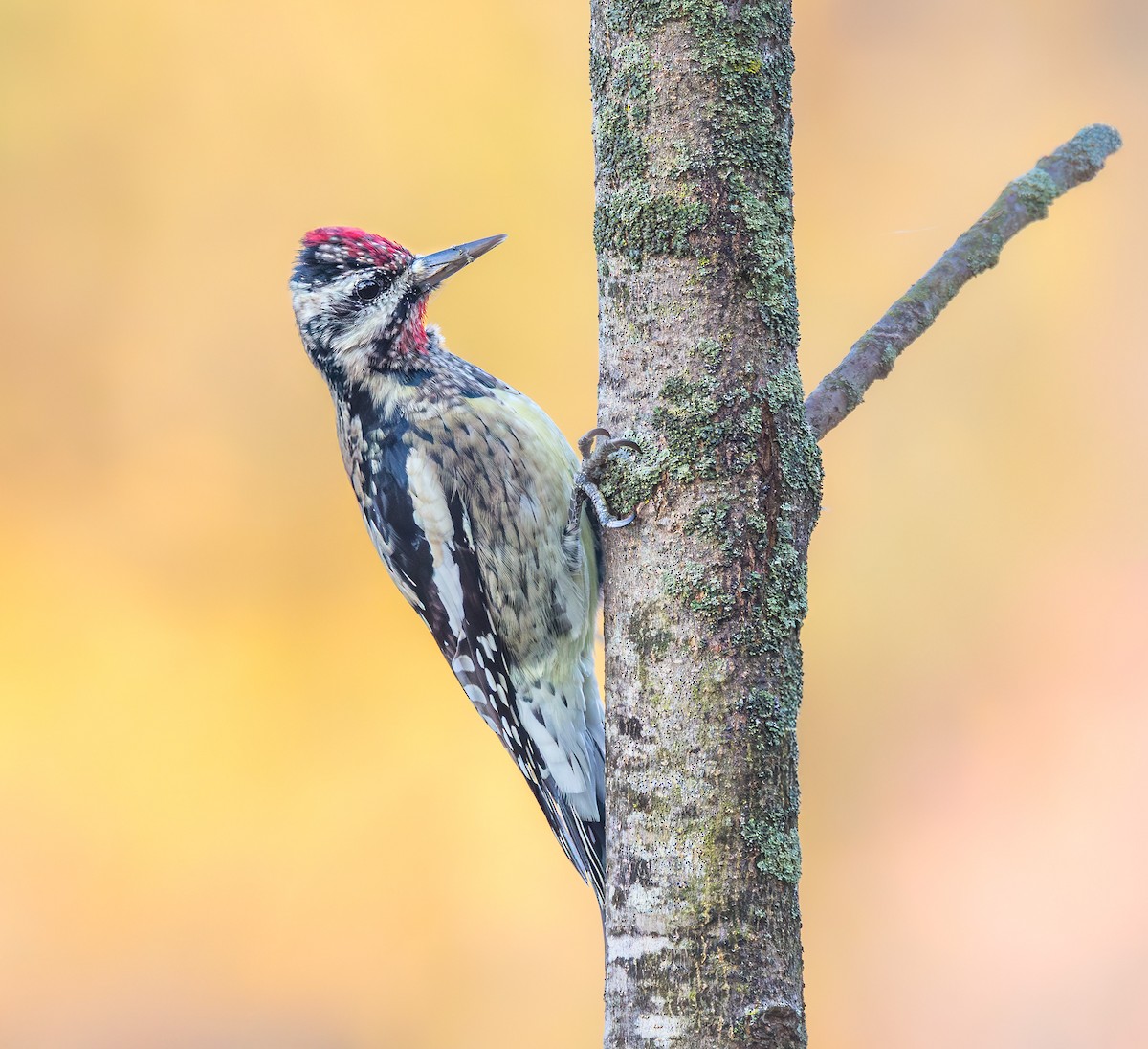 Yellow-bellied Sapsucker - ML643870315