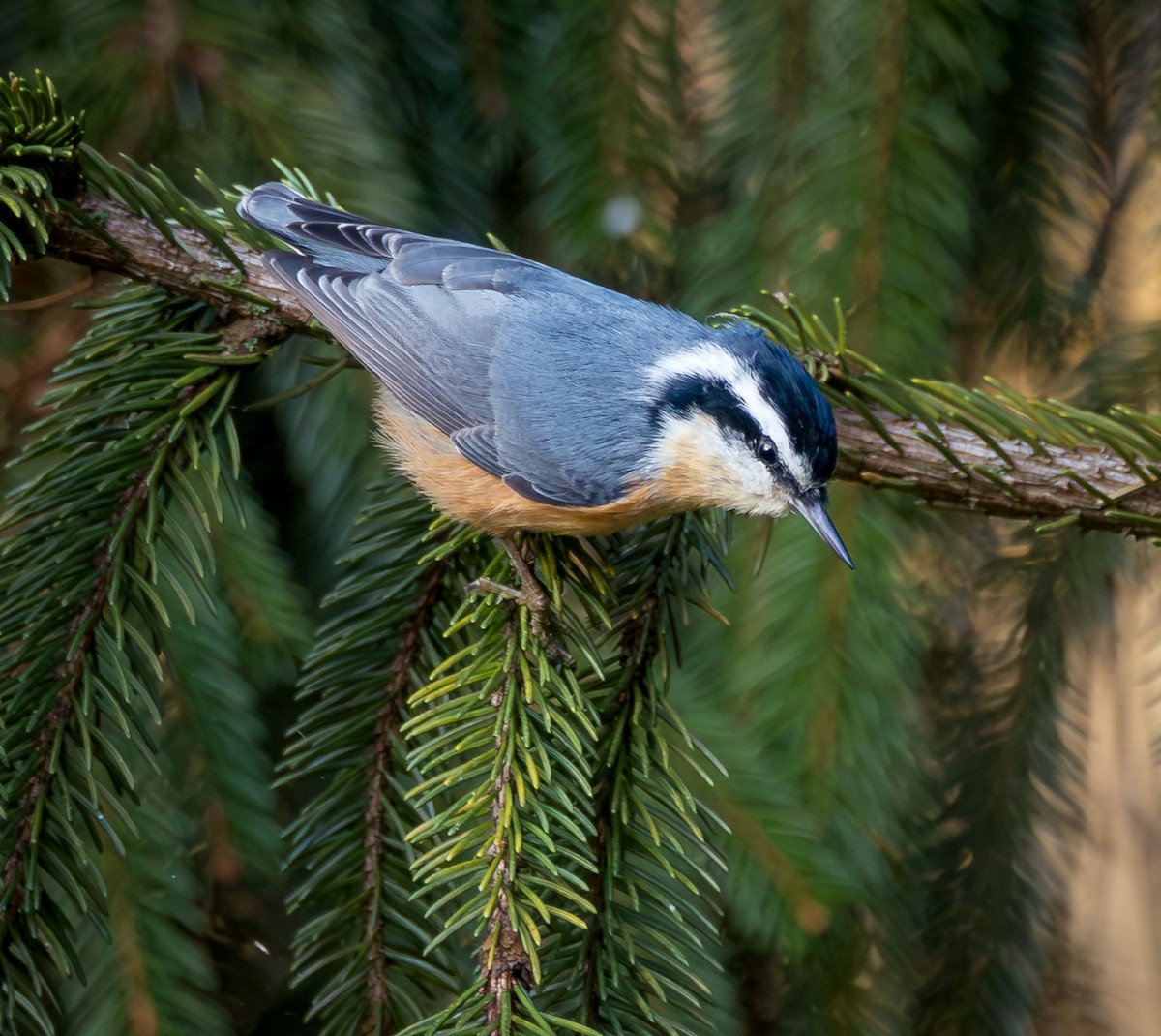 Red-breasted Nuthatch - ML643870323