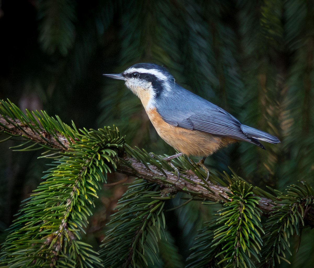 Red-breasted Nuthatch - ML643870324