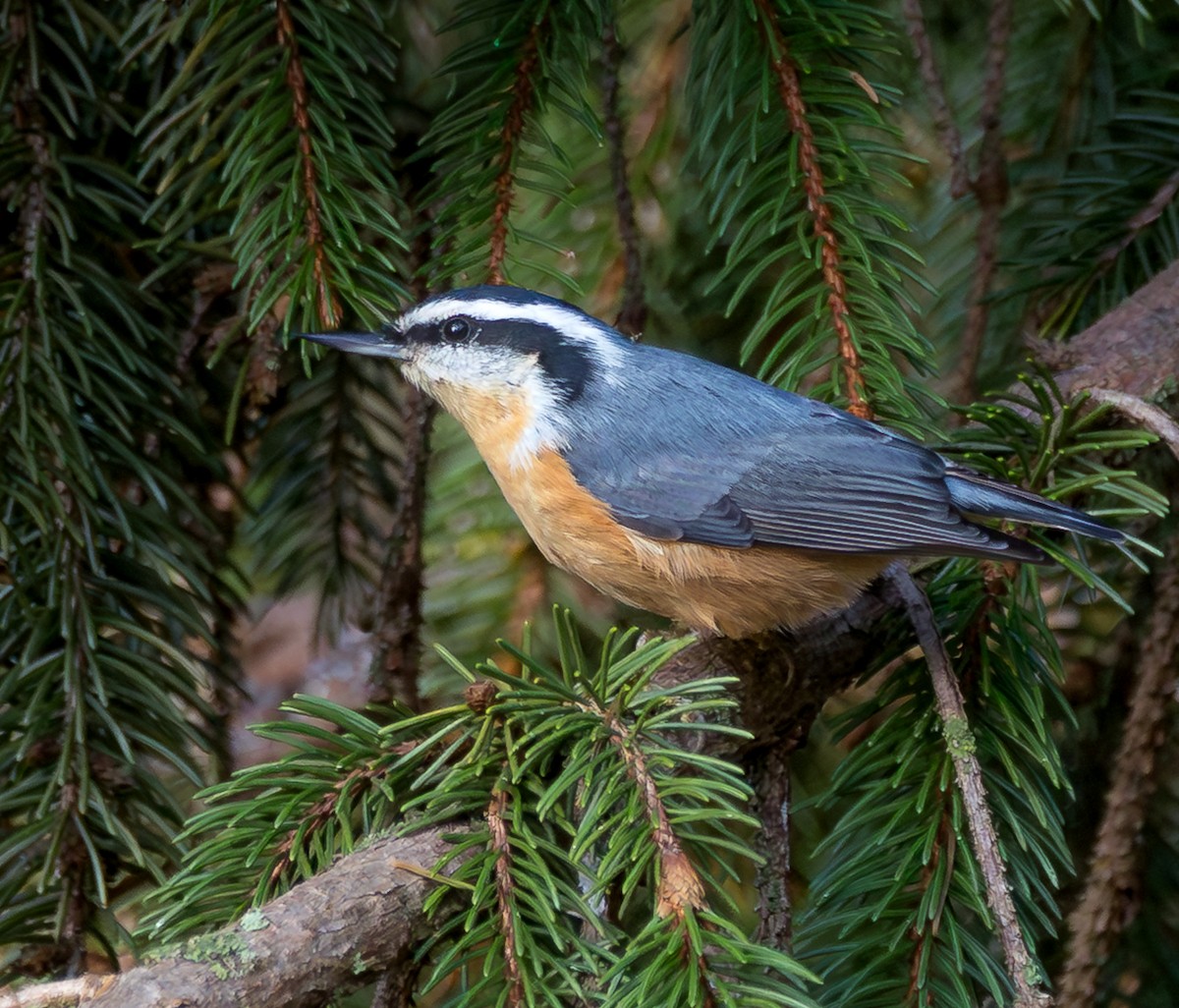 Red-breasted Nuthatch - ML643870325