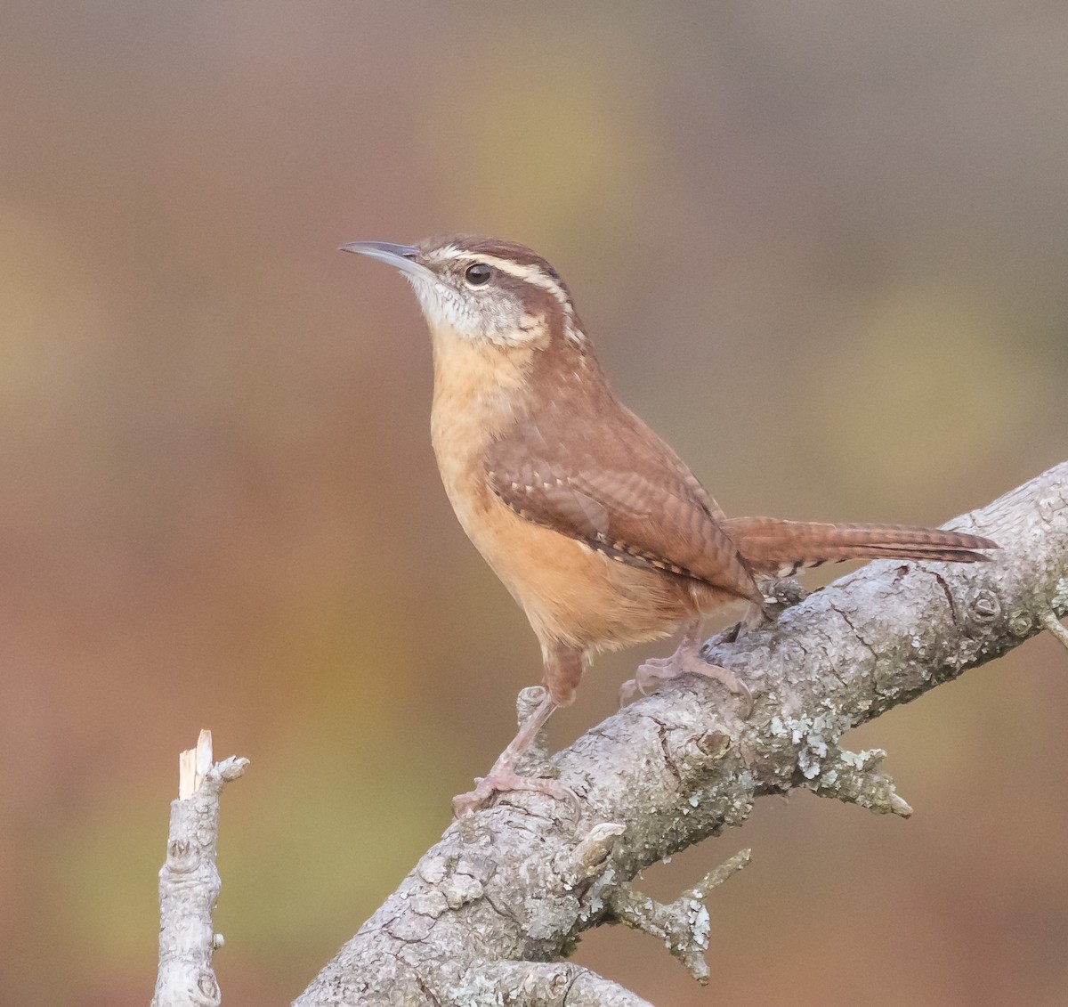 Carolina Wren - ML643870328