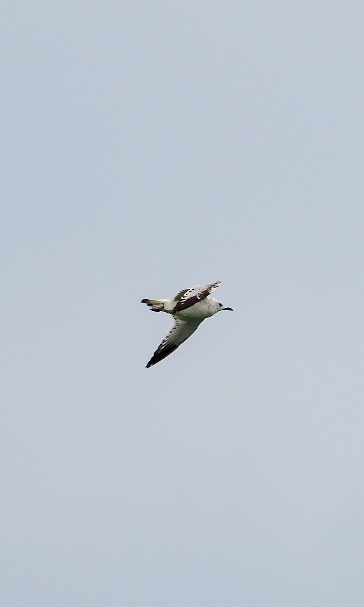 遺鷗 - ML643870330