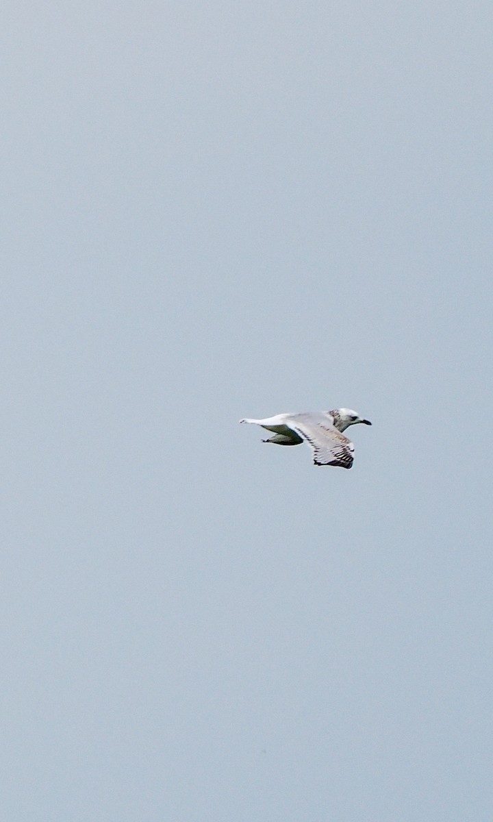 遺鷗 - ML643870331