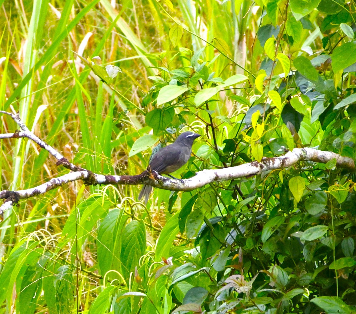Cinnamon-bellied Saltator - ML643870332
