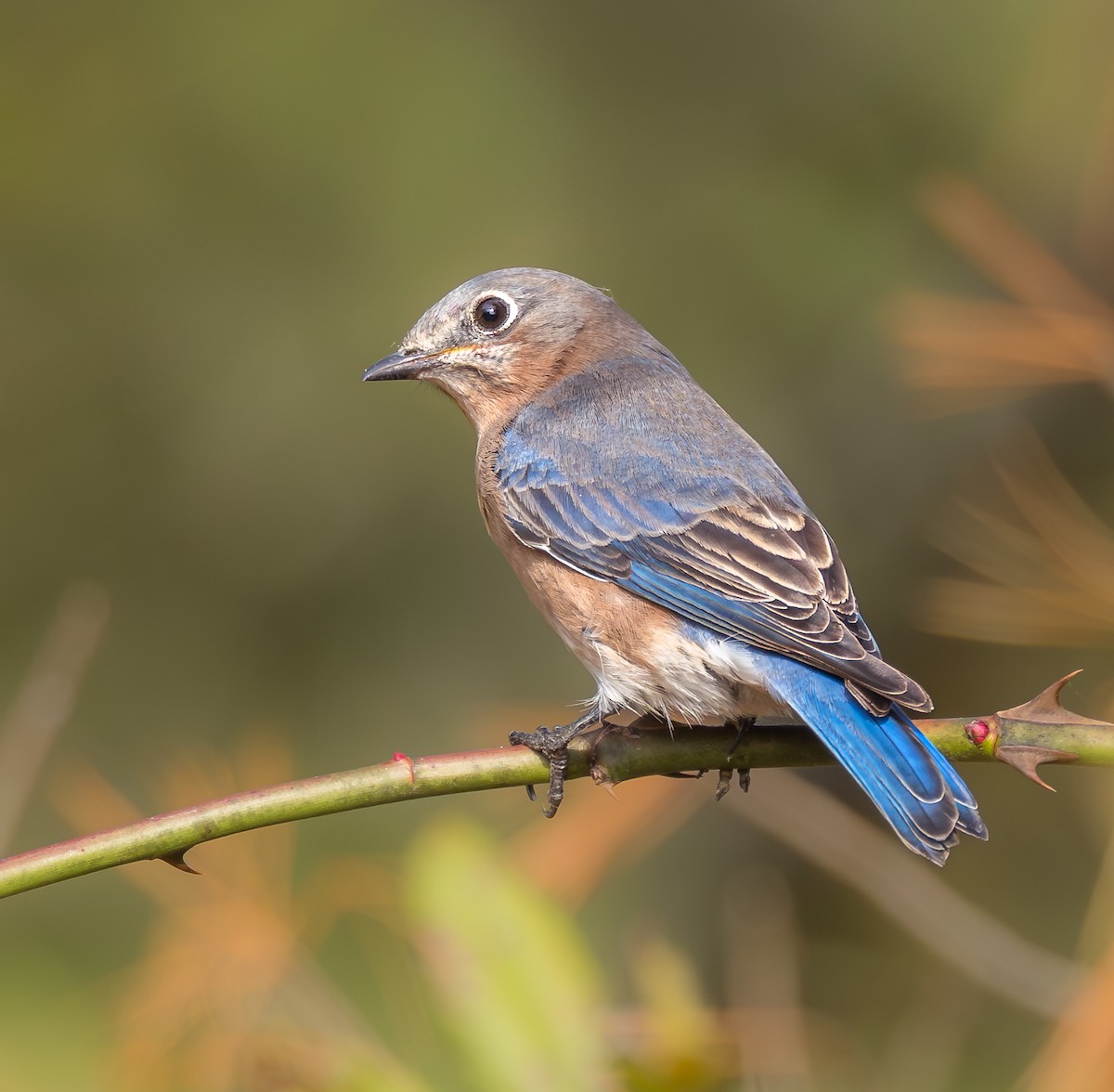 Eastern Bluebird - ML643870333