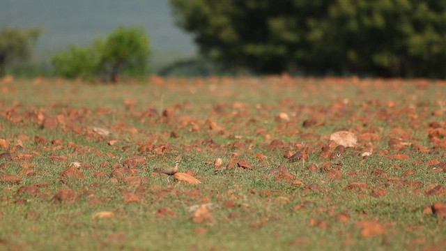 Indian Courser - ML643870343