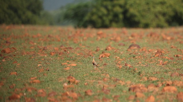 Indian Courser - ML643870344