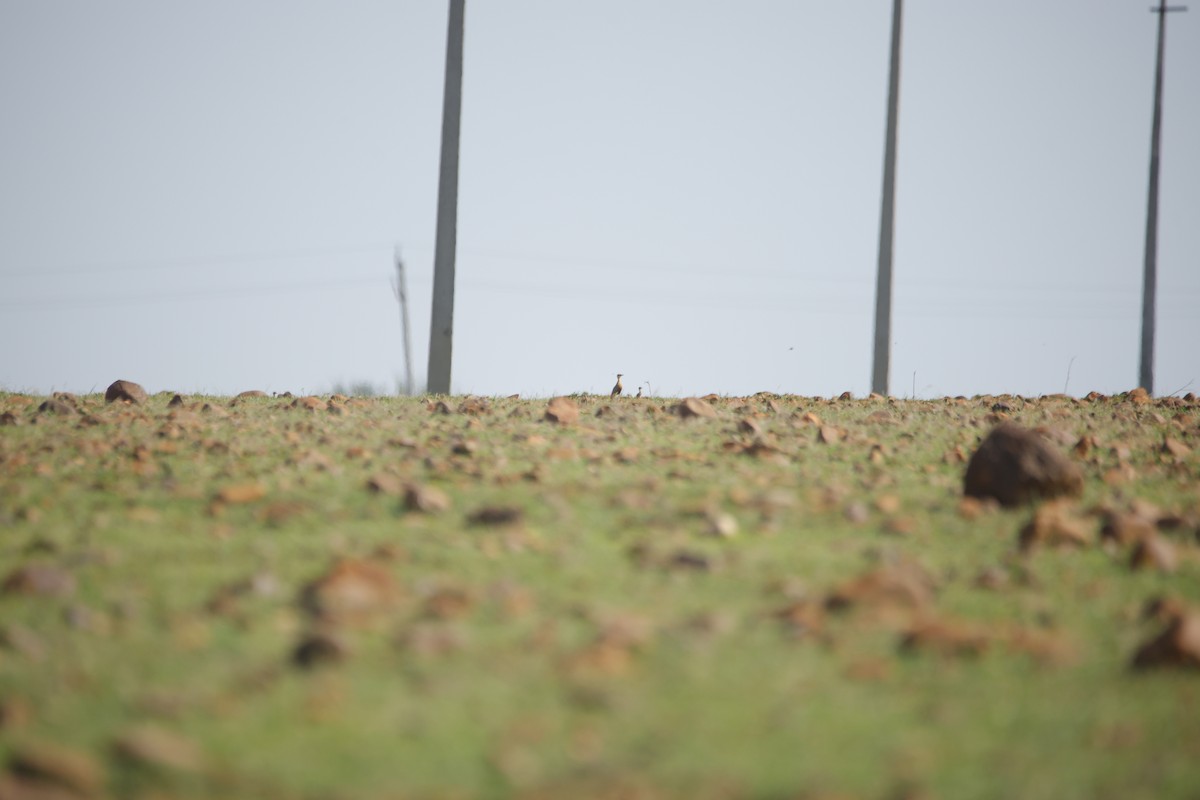 Indian Courser - ML643870347