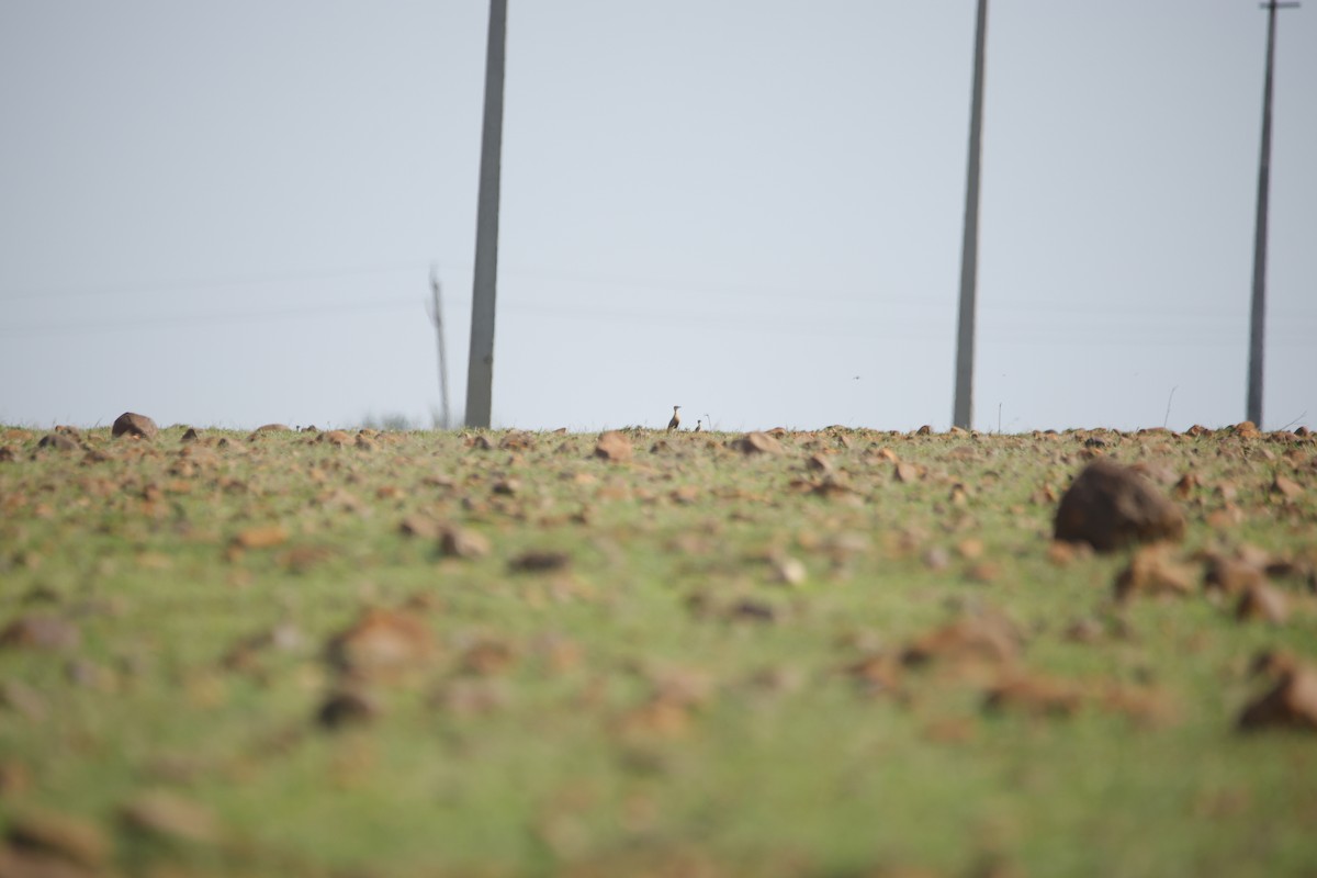 Indian Courser - ML643870348