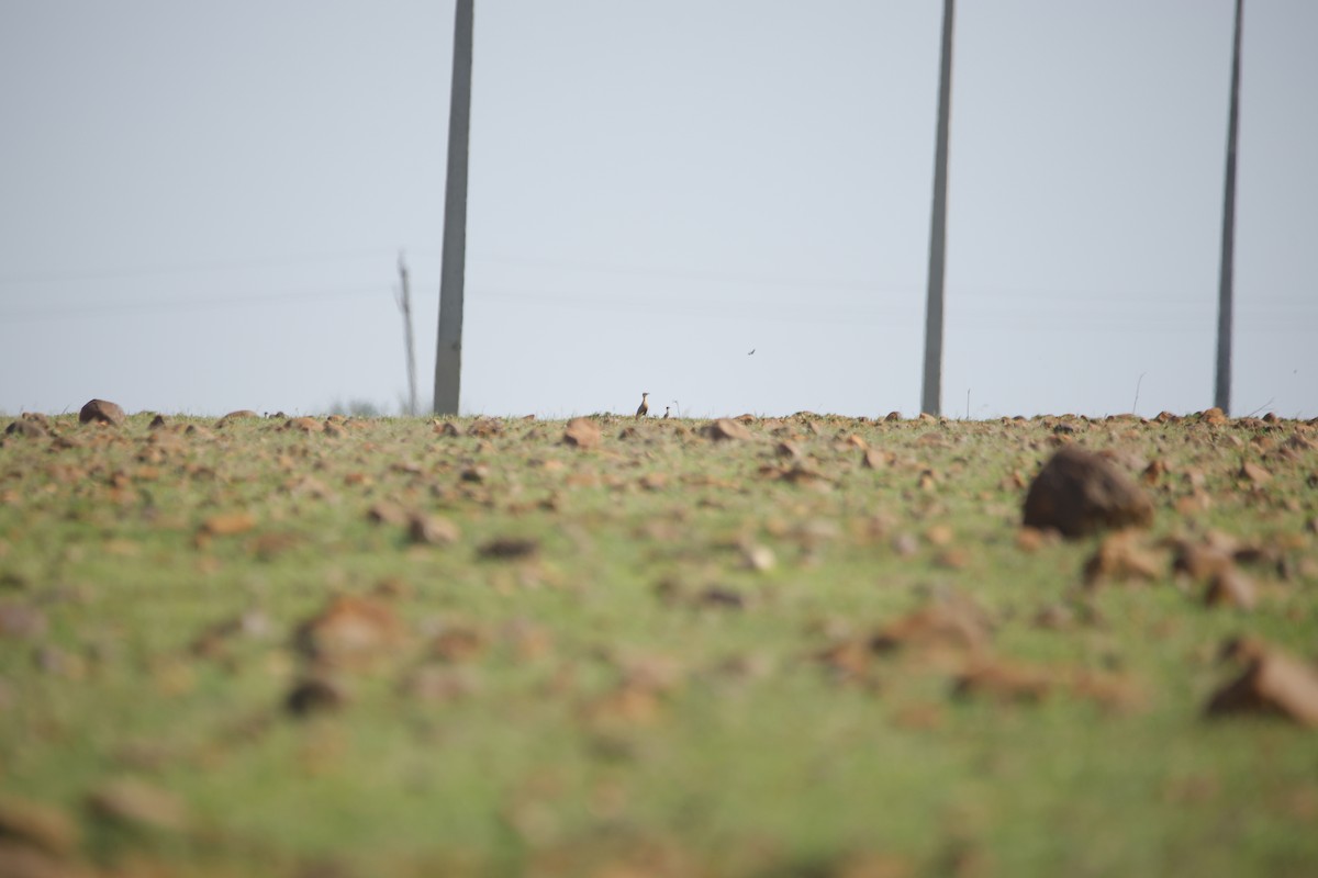 Indian Courser - ML643870349