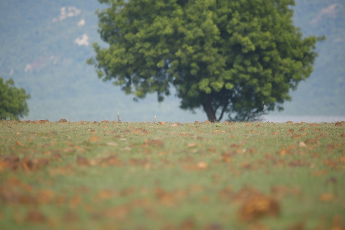Indian Courser - ML643870350