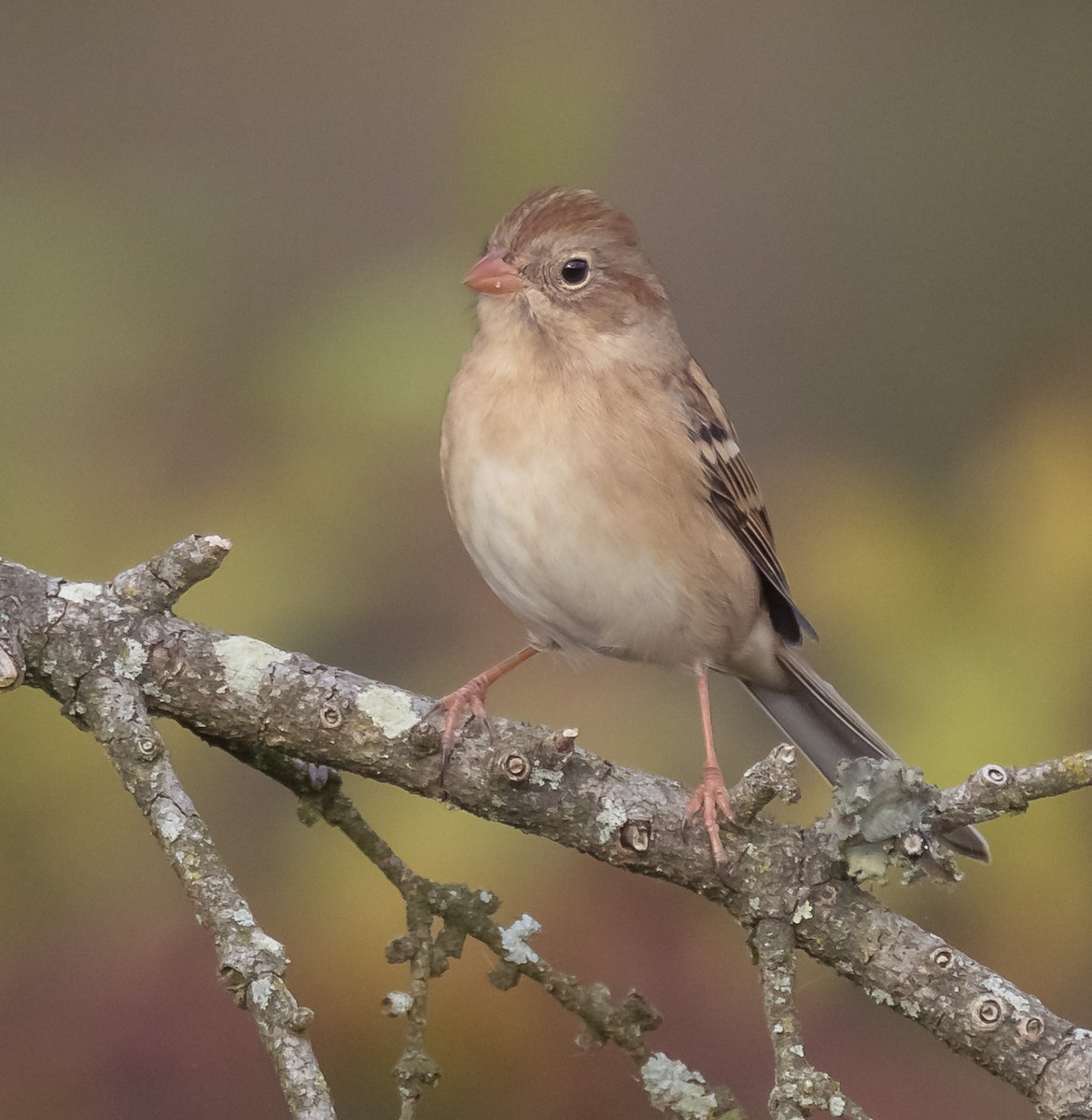 Field Sparrow - ML643870351