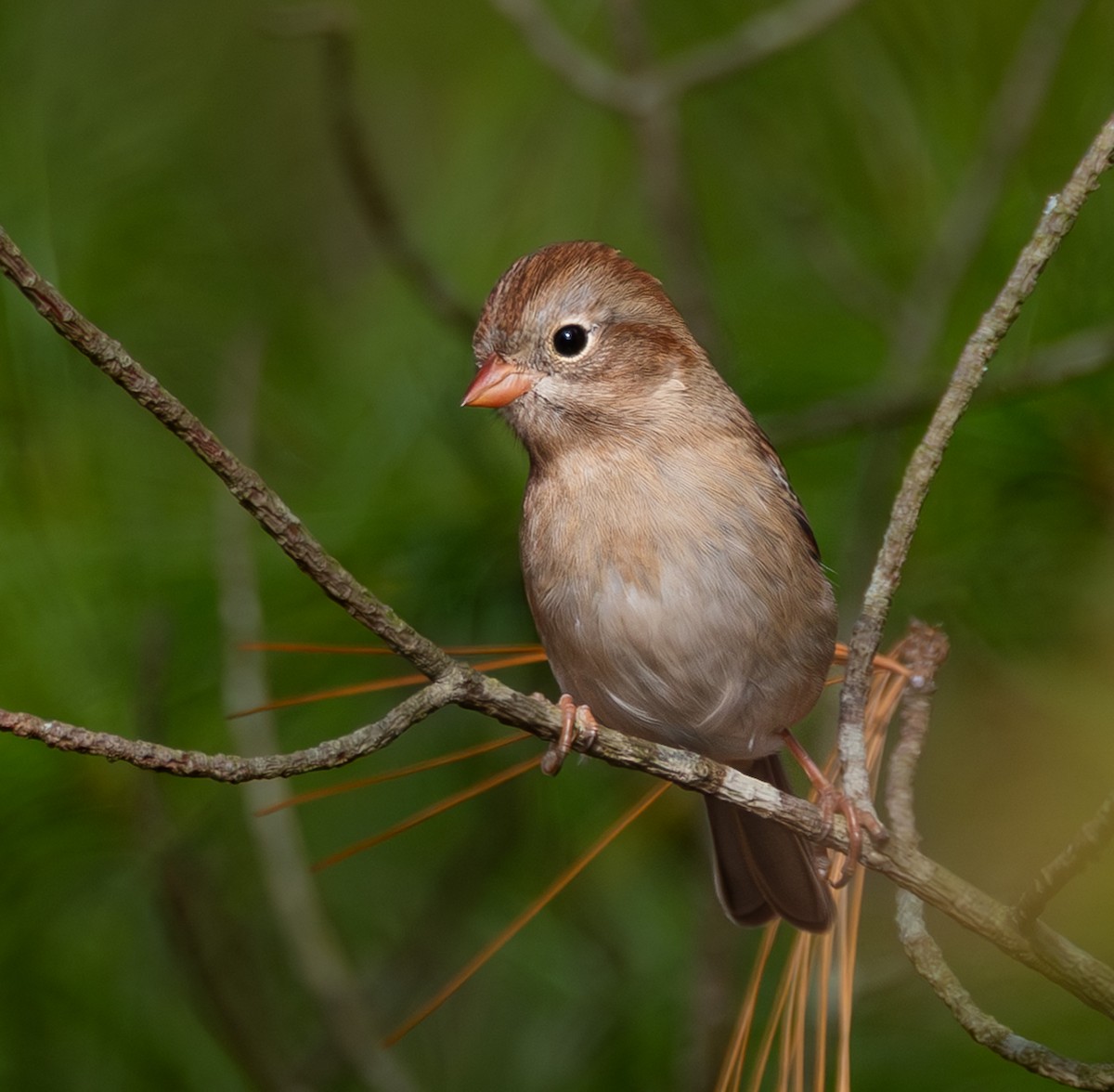 Field Sparrow - ML643870352