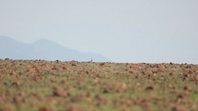 Indian Courser - ML643870358