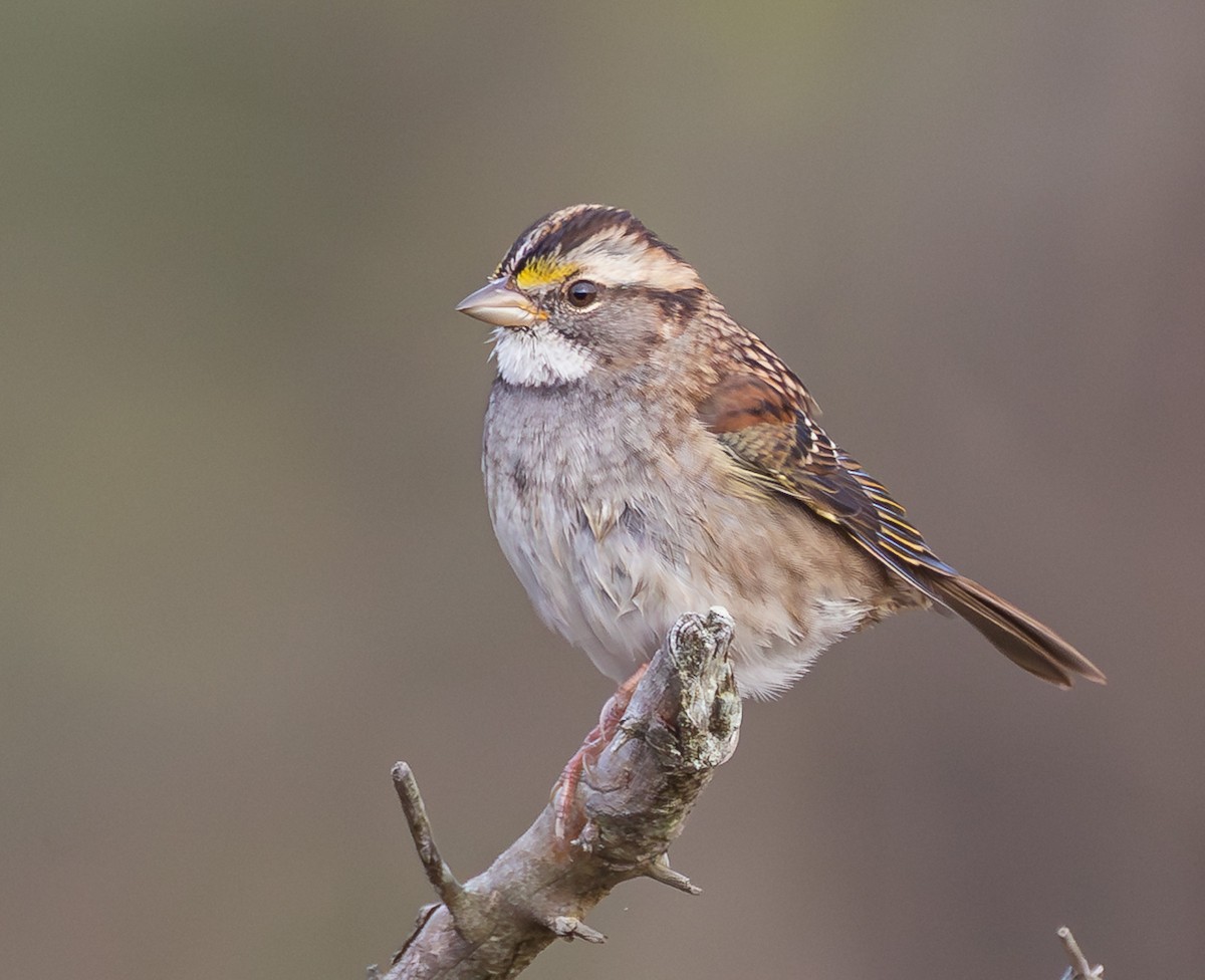 White-throated Sparrow - ML643870359