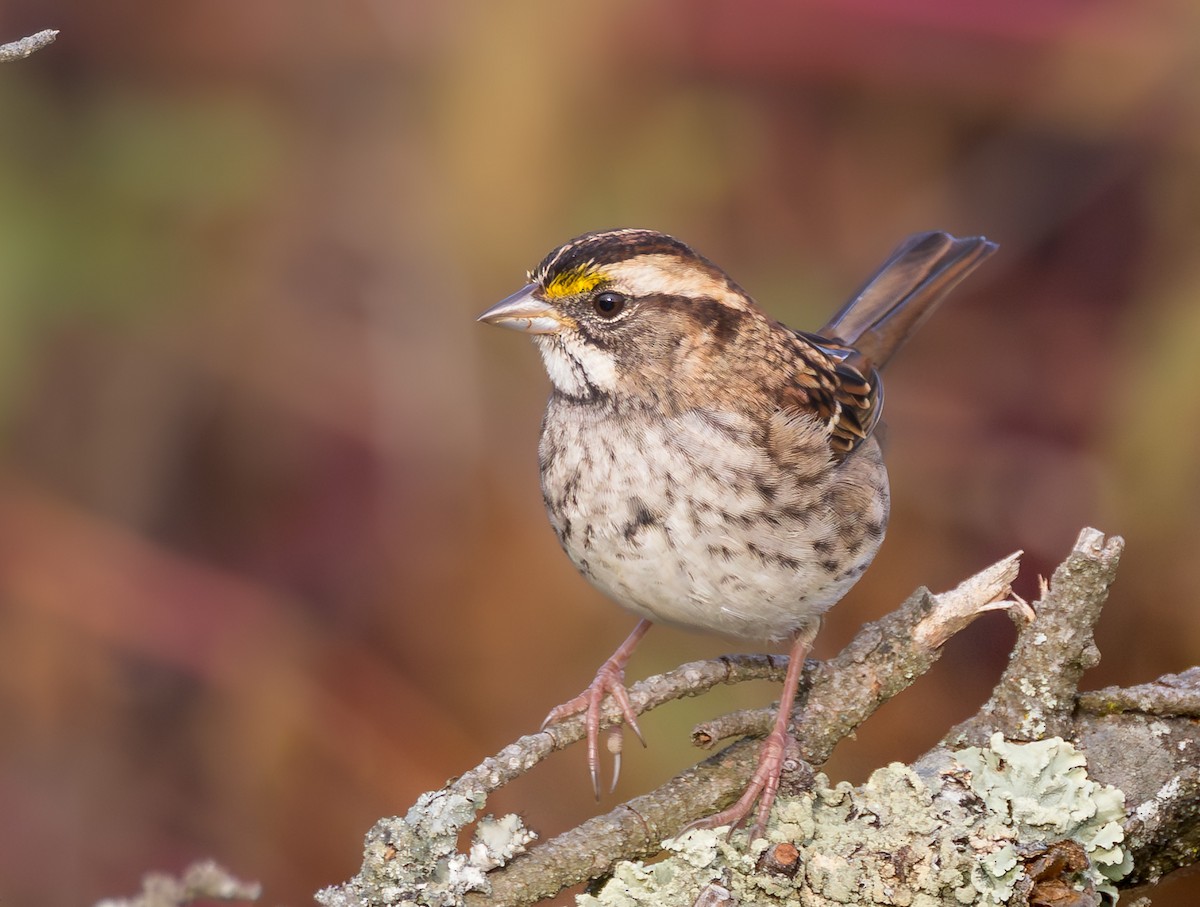 White-throated Sparrow - ML643870360