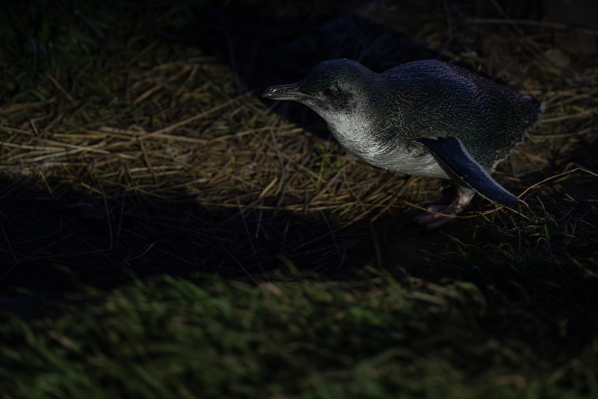 Little Penguin - ML643870365