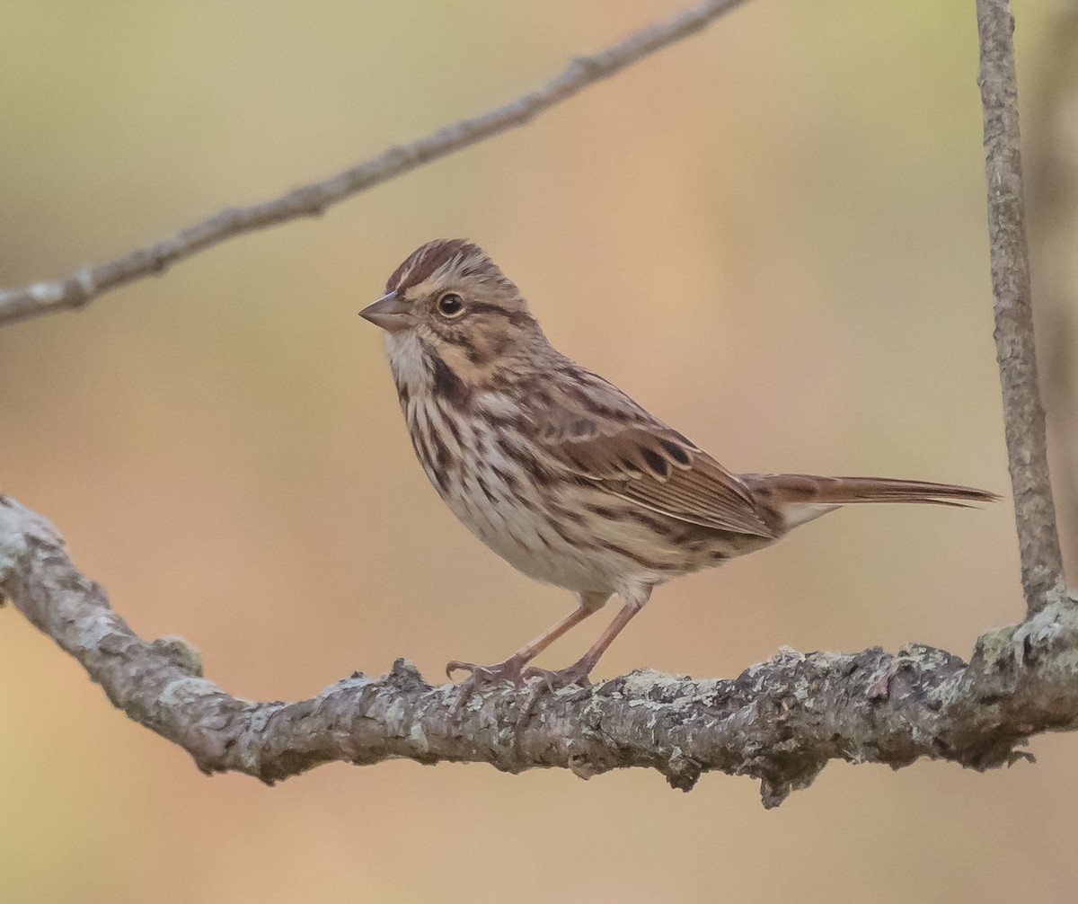 Song Sparrow - ML643870369