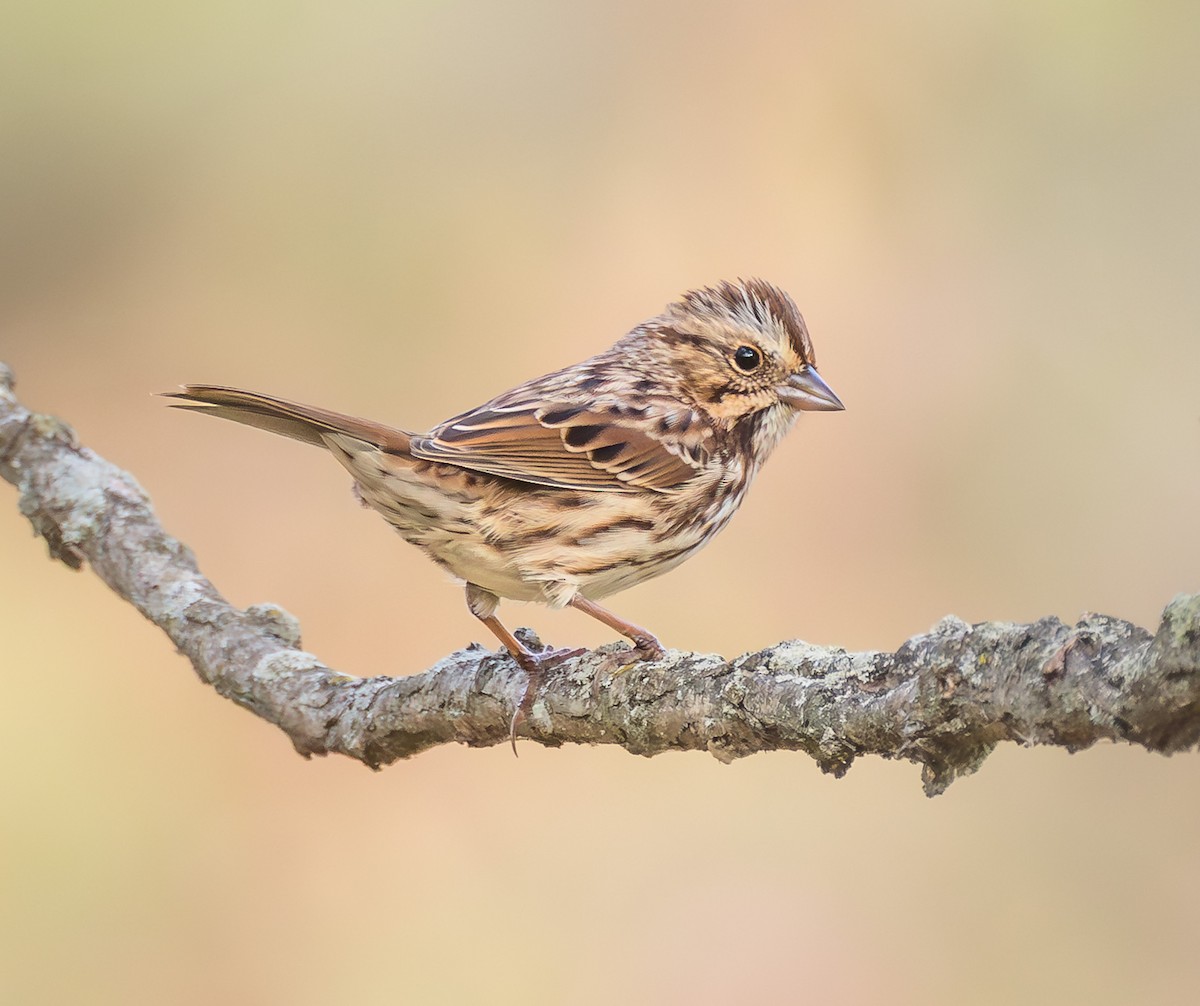 Song Sparrow - ML643870370