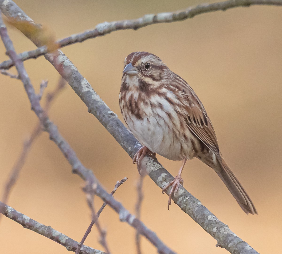 Song Sparrow - ML643870372