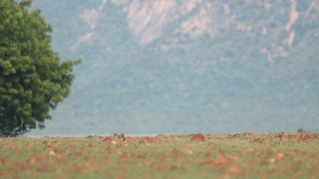 Indian Courser - ML643870375
