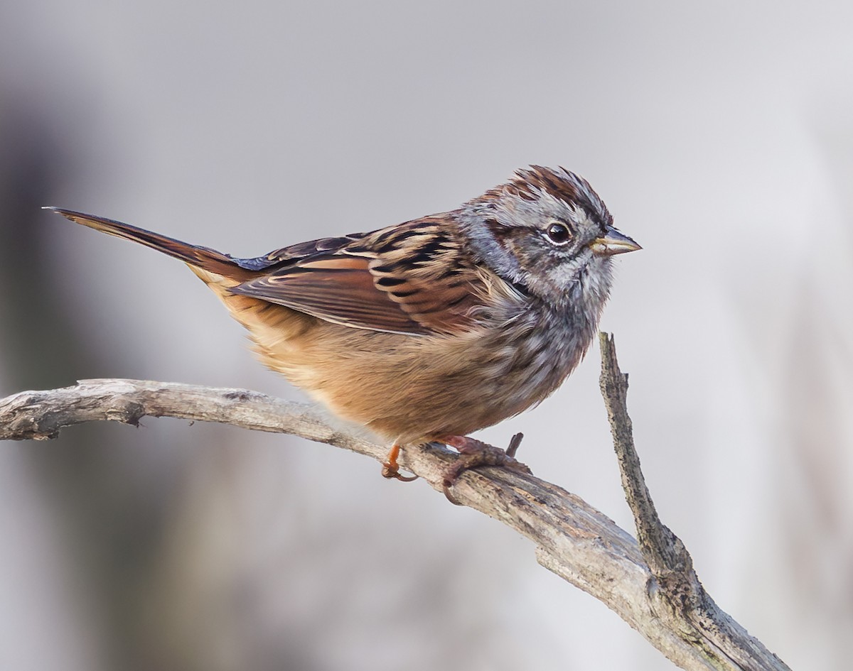 Swamp Sparrow - ML643870382
