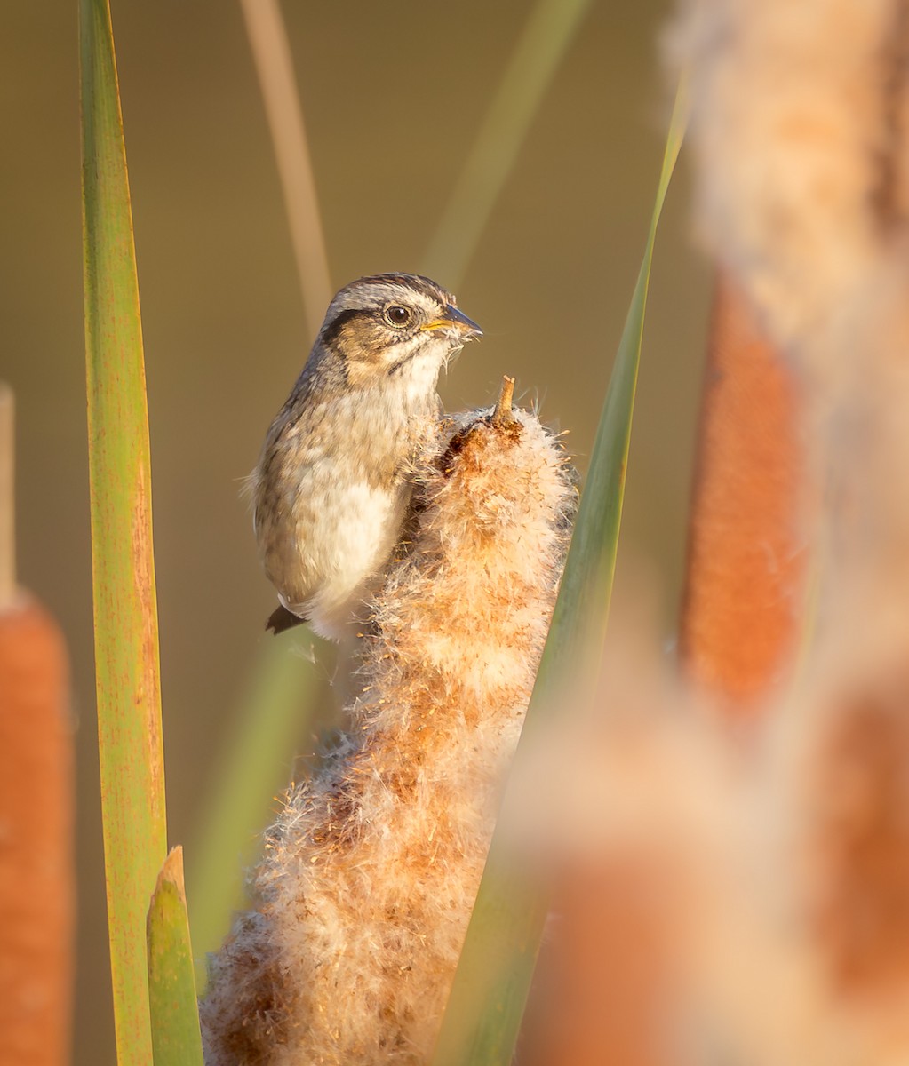 Swamp Sparrow - ML643870383