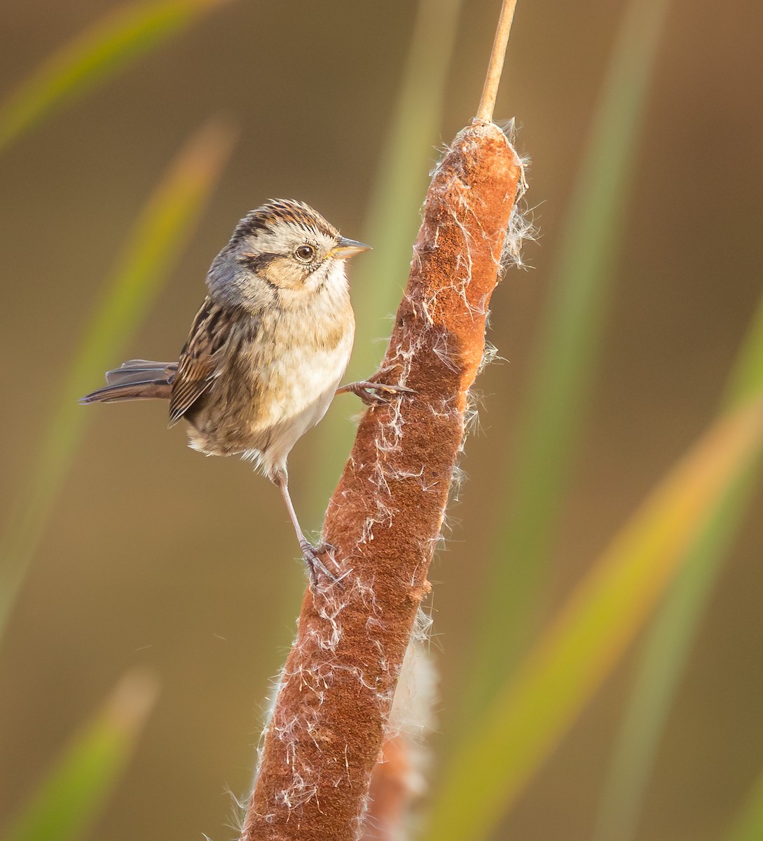 Swamp Sparrow - ML643870384