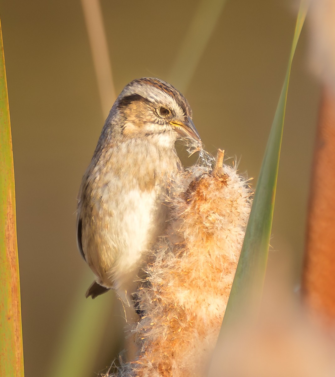 Swamp Sparrow - ML643870385